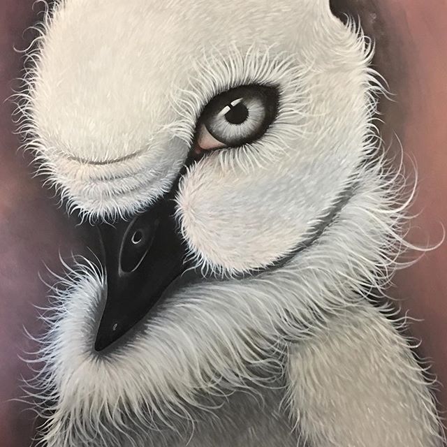 Baby cygnet almost complete!